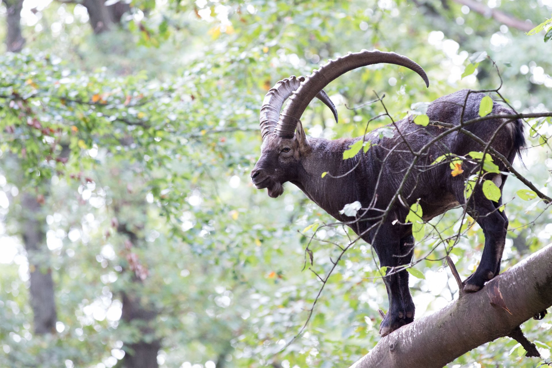 HD desktop wallpaper featuring an alpine ibex standing on a tree branch amidst a lush, green forest background.