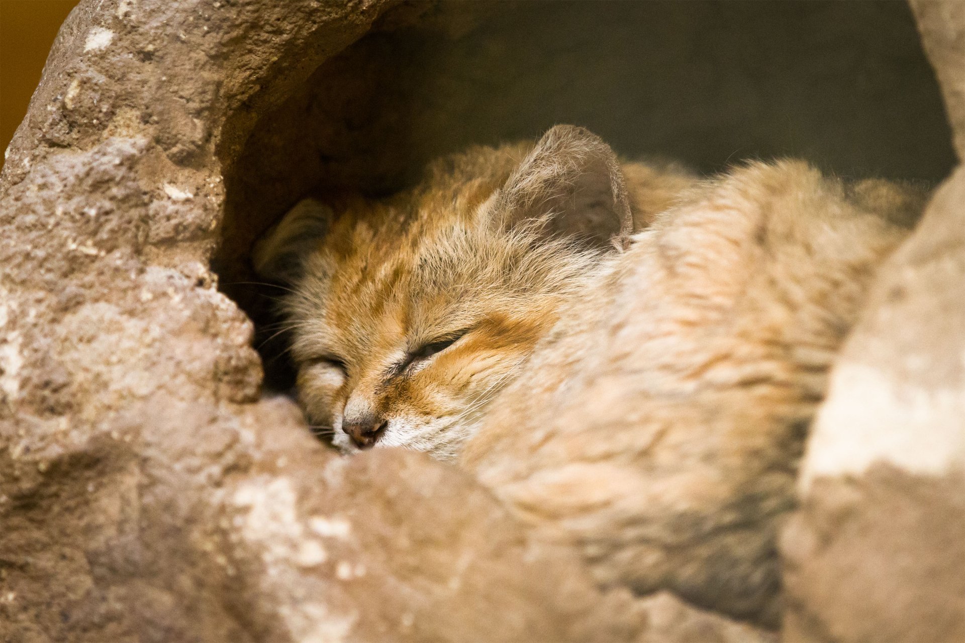 Download Cat Animal Sand Cat HD Wallpaper by Cloudtail the Snow Leopard