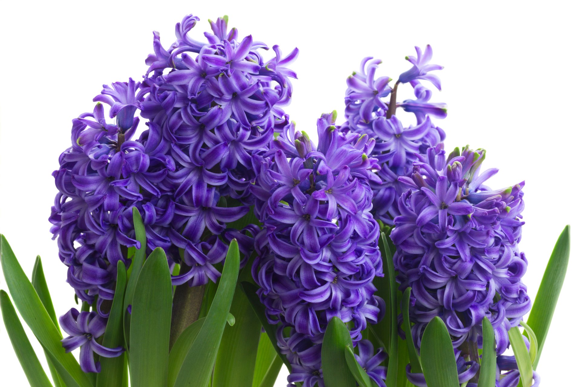 Download Purple Flower Nature Close Up Flower Hyacinth 4k Ultra Hd Wallpaper 