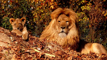 A majestic lion rests alongside its cub among autumn leaves, captured in stunning 4K Ultra HD, perfect for a desktop wallpaper or background.