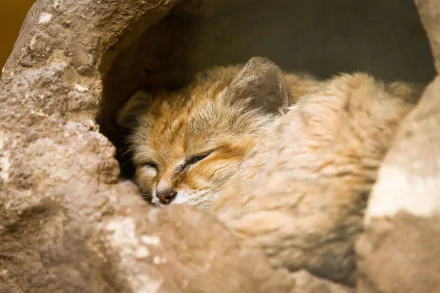 cat Animal sand cat HD Desktop Wallpaper | Background Image