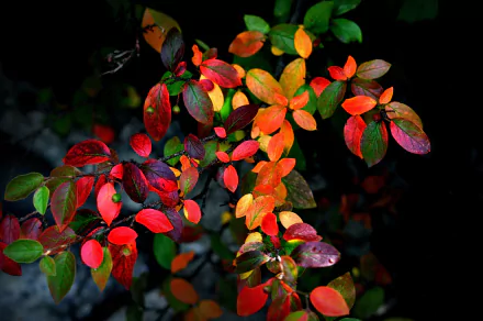  Autumn Leaves