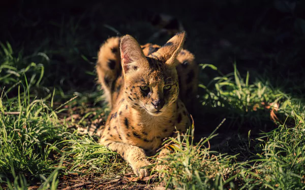 A serval resting in the grass, captured in sharp detail as an HD PC desktop wallpaper and background.