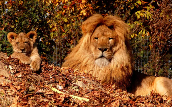 A lion cub and adult lion rest among autumn leaves, captured in stunning 4K Ultra HD detail, creating a vivid PC desktop wallpaper showcasing these majestic animals.
