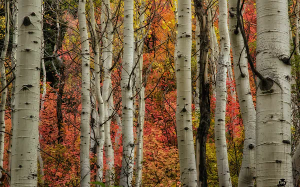  Aspen in the fall