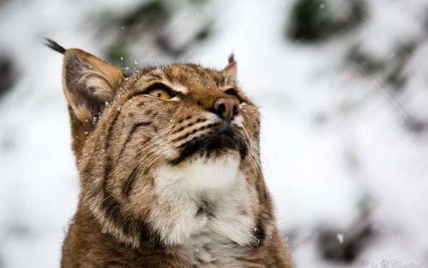Animal Lynx Cats Muzzle HD Wallpaper | Background Image
