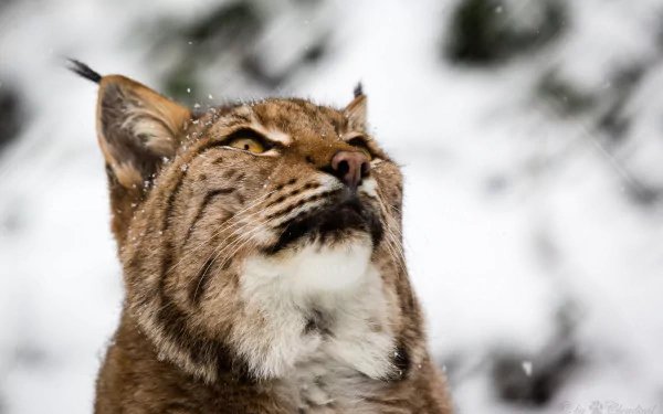 muzzle Animal lynx HD Desktop Wallpaper | Background Image