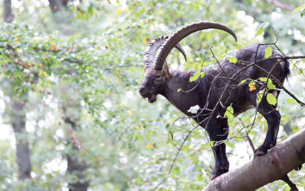 Animal alpine ibex HD Desktop Wallpaper | Background Image