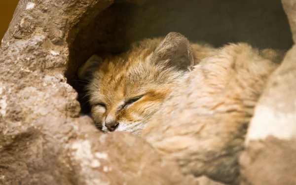 cat Animal sand cat HD Desktop Wallpaper | Background Image