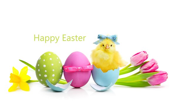 Holiday Easter Easter Egg Egg Tulip Daffodil Happy Easter HD Wallpaper | Background Image