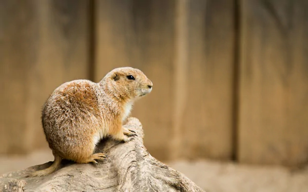 Prairie dog rodent perched on a rock against a softly blurred wooden backdrop — 4K Ultra HD PC desktop wallpaper and background.