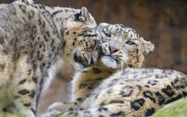 Animal Snow Leopard Cats Love Cute HD Wallpaper | Background Image