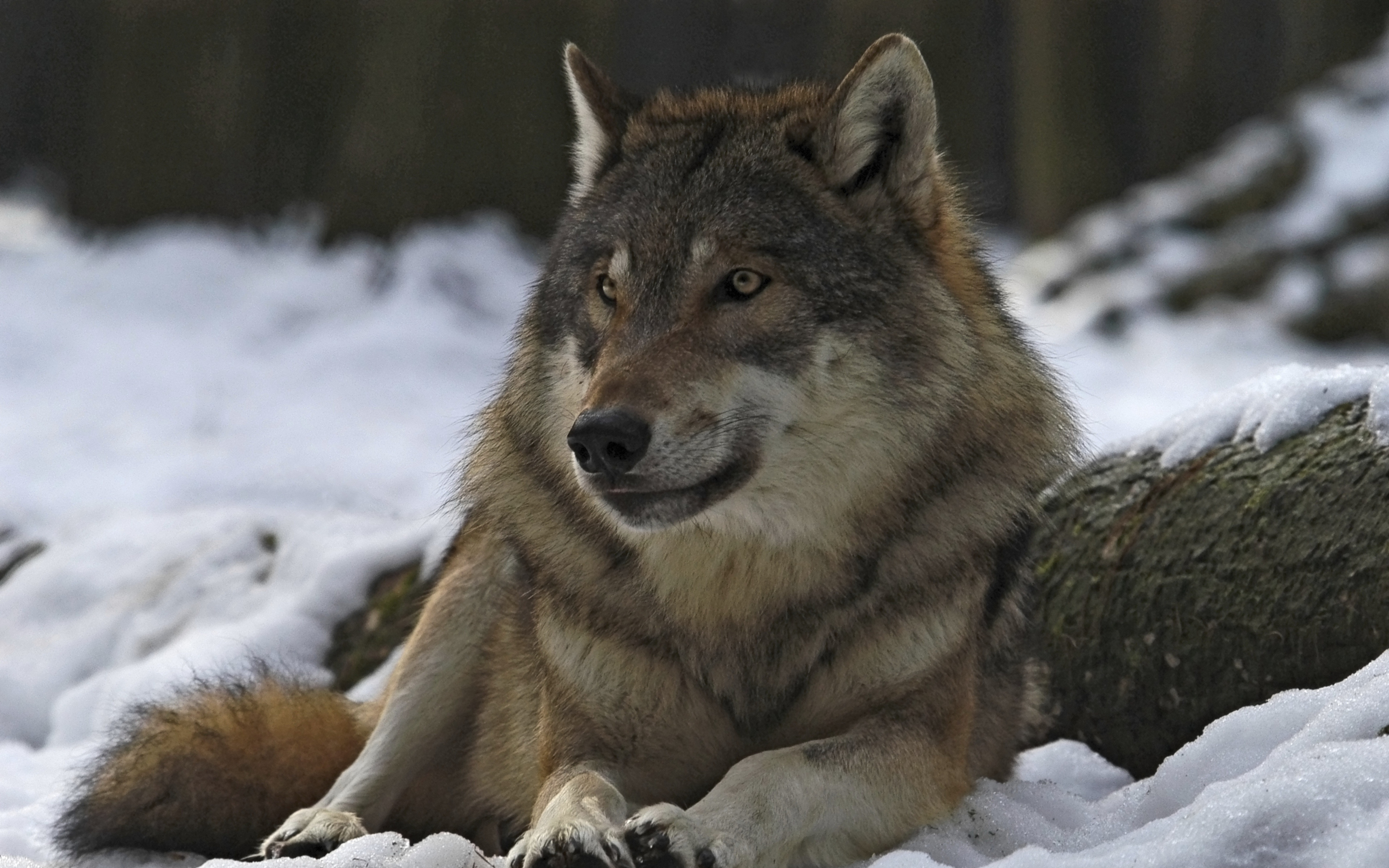 Animaux Gray Wolf Fond d'écran HD | Image