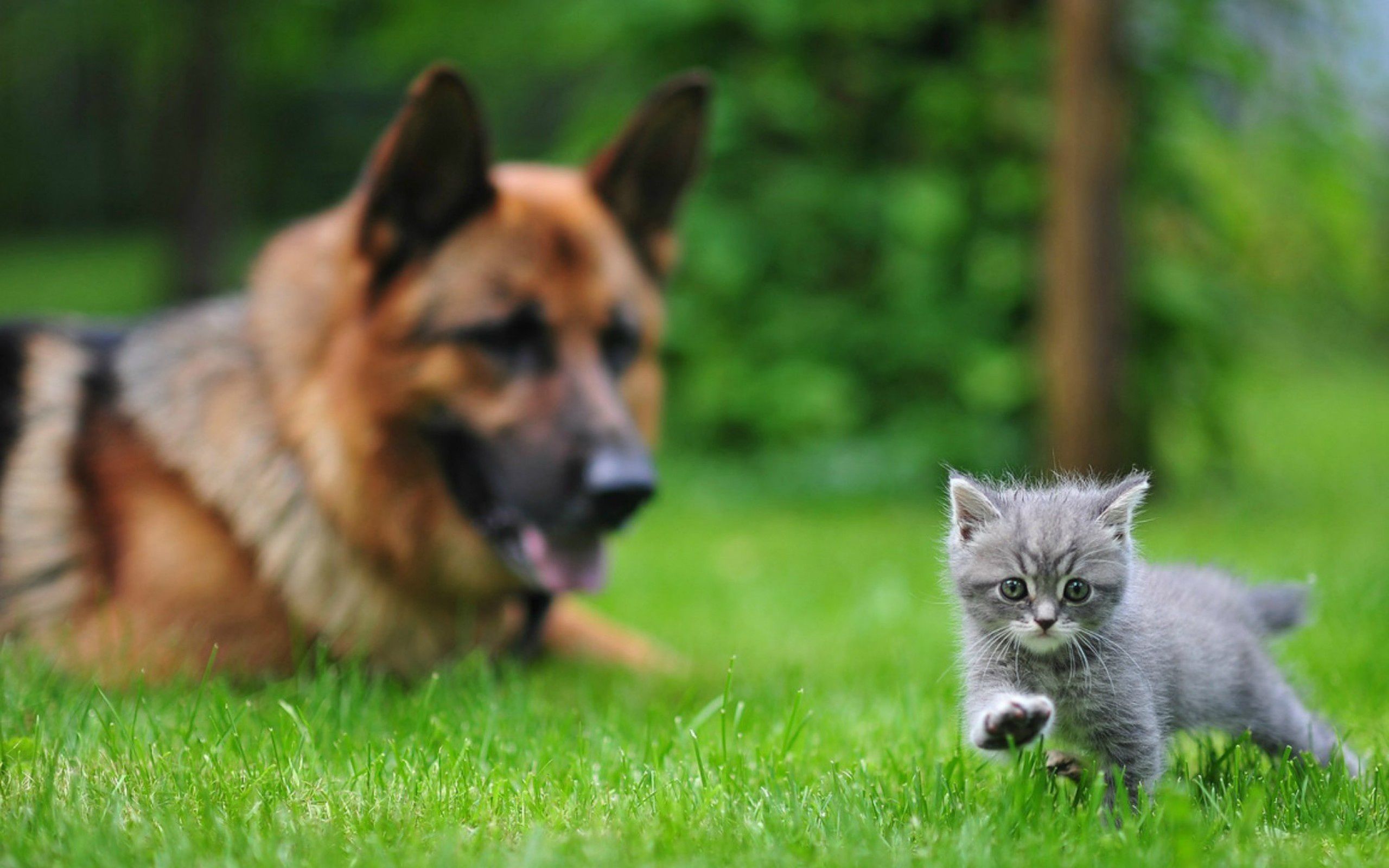 Chat Et Chien Fond D Ecran Hd Arriere Plan 2560x1600