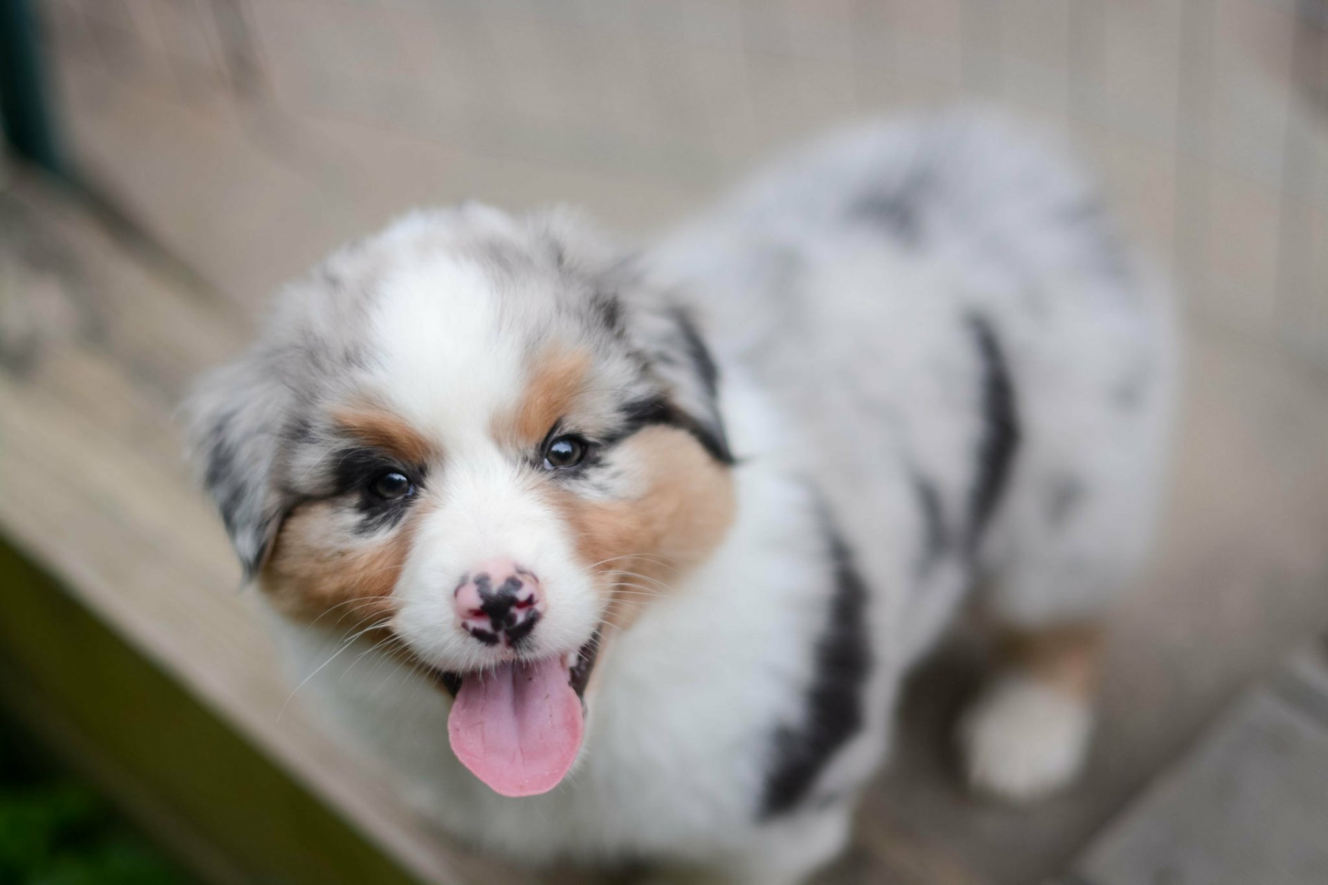 Download Blur Puppy Dog Animal Australian Shepherd HD Wallpaper by aussieinyellow