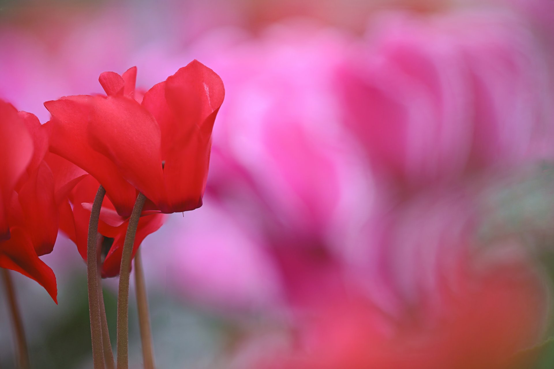 Download Blur Flower Red Flower Nature Cyclamen HD Wallpaper by Li Feng