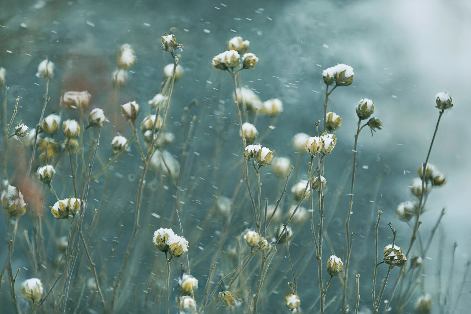 HD desktop wallpaper capturing delicate plants dusted with fresh snowfall against a blurred natural background, evoking a serene winter scene.