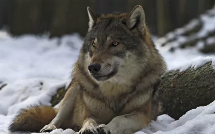 HD desktop wallpaper featuring a majestic gray wolf resting on snow, showcasing the stark beauty of a winter landscape.