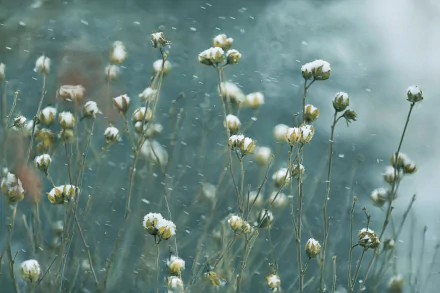 snowfall nature plant HD Desktop Wallpaper | Background Image