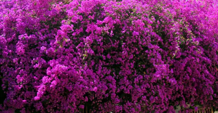 Close-up of vibrant pink bougainvillea flowers in full bloom, showcasing nature's beauty in a high-definition PC desktop wallpaper background.
