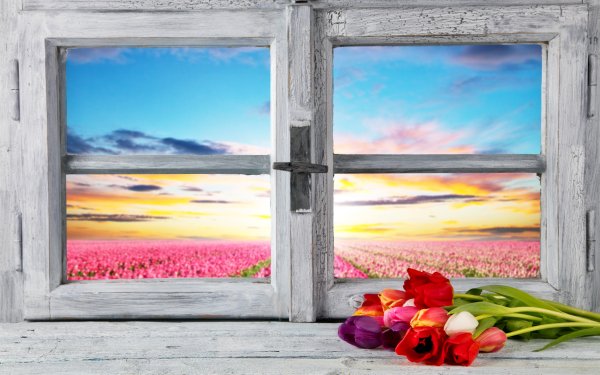 Man Made Flower Tulip Bouquet Window Field HD Wallpaper | Background Image