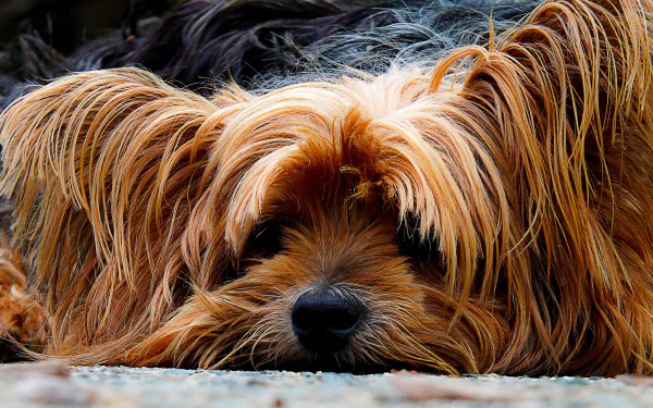 A close-up of a Yorkshire Terrier with long, silky fur lying down, showcasing its expressive eyes. This image serves as a vibrant 4K Ultra HD desktop wallpaper.