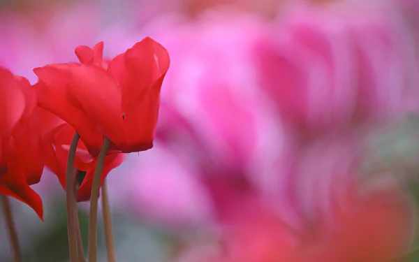 blur flower red flower nature Cyclamen HD Desktop Wallpaper | Background Image