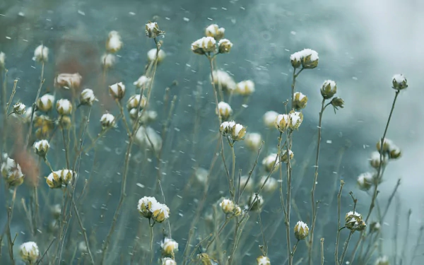 snowfall nature plant HD Desktop Wallpaper | Background Image