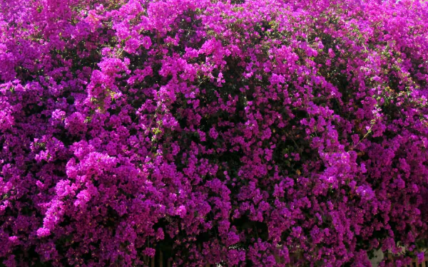 Close-up of vibrant pink bougainvillea flowers in full bloom, showcasing nature's beauty in a high-definition PC desktop wallpaper background.