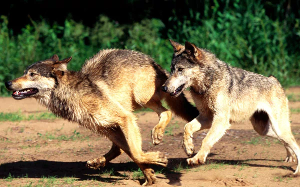 Running Wolves