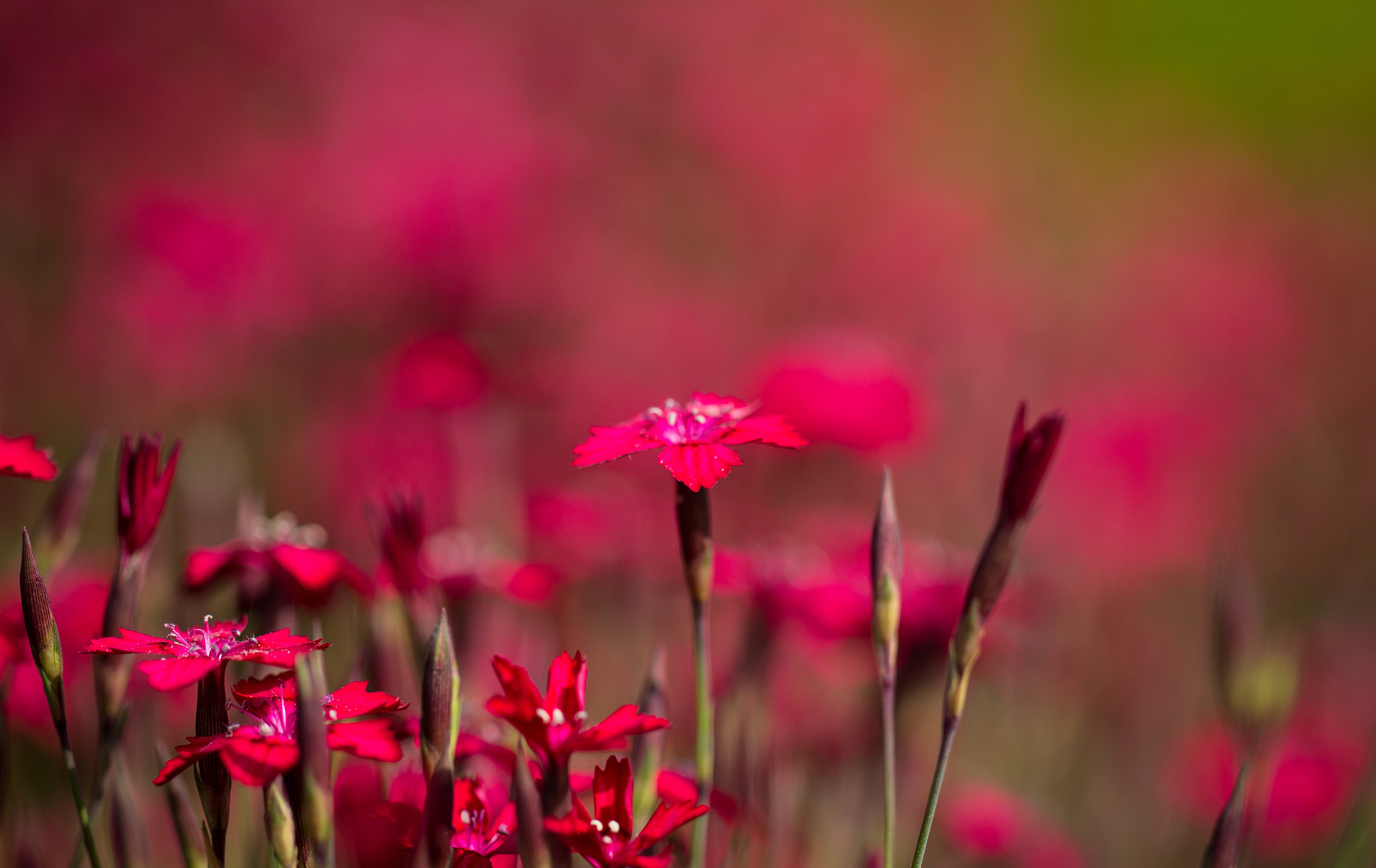 Nature Carnation HD Wallpaper | Background Image