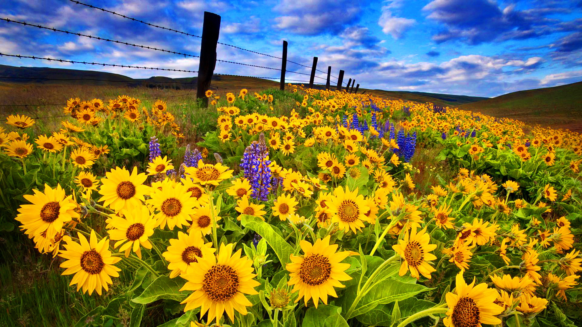 Sunflowers Growing on the Side of the Road