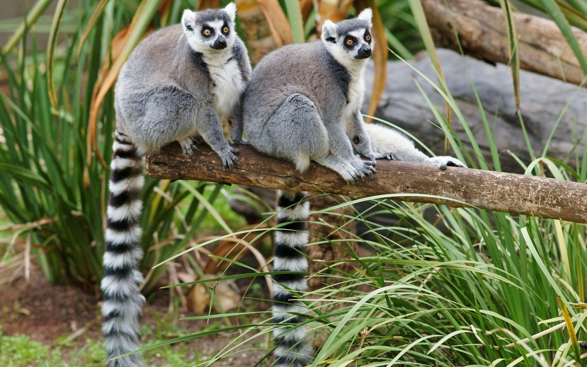 HD desktop wallpaper of two ring-tailed lemurs (primates) perched on a branch, their long striped tails draping over grass and rocks.