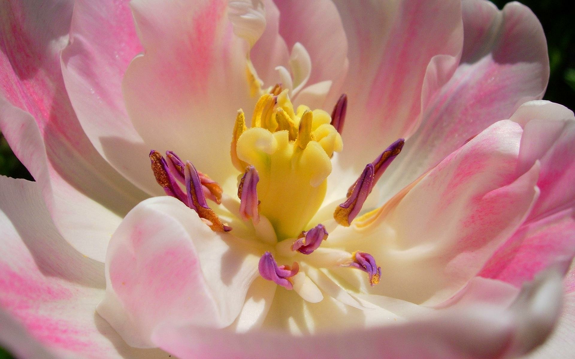 Download Flower Macro Pink Flower Nature Tulip HD Wallpaper | 1920x1200 ...