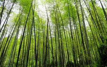 99 Bamboo HD Wallpapers | Background Images - Wallpaper Abyss - Page 2