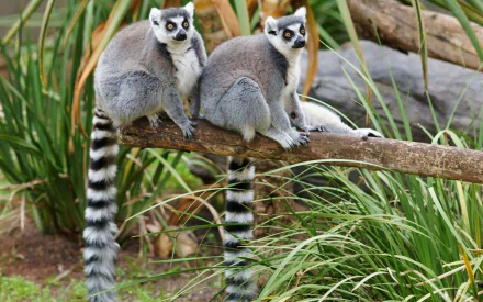 HD desktop wallpaper of two ring-tailed lemurs (primates) perched on a branch, their long striped tails draping over grass and rocks.