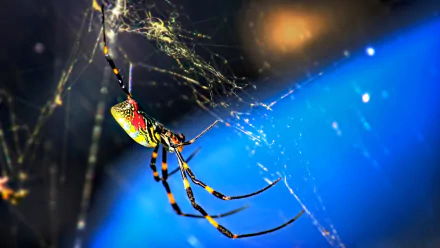 Macro animal shot of a colorful spider suspended in its spider web with vivid blue bokeh — HD PC desktop wallpaper and background.
