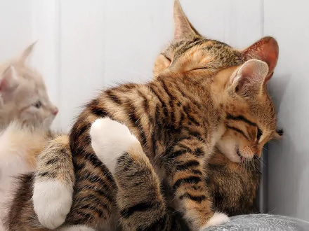A HD desktop wallpaper shows a heartwarming scene of two striped kittens hugging, exuding love and cuteness. Another kitten is visible in the background.