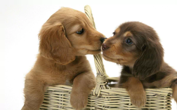 Two cute dachshund puppies share a playful moment while sitting together in a wicker basket, creating an adorable HD desktop wallpaper background.