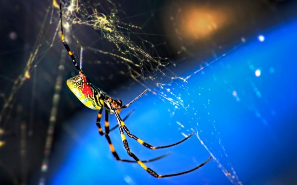Animal Spider Spiders Macro Spider Web HD Wallpaper | Background Image