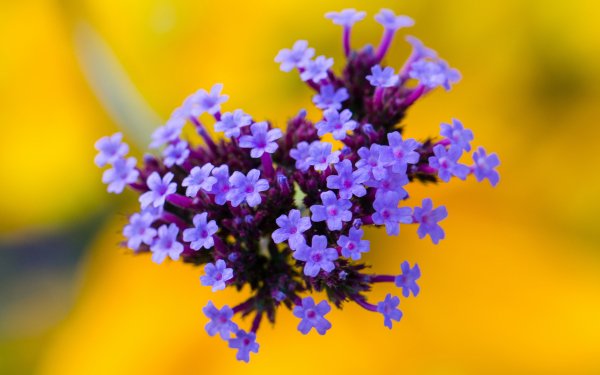 Nature Flower Flowers Purple Flower Macro Blur HD Wallpaper | Background Image