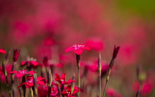 Nature Carnation Flowers Flower Pink Flower Bokeh Wildflower HD Wallpaper | Background Image