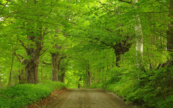 A serene dirt road winds through a lush green forest, flanked by majestic trees. This vibrant scene captures the beauty of nature in stunning 4K Ultra HD quality.