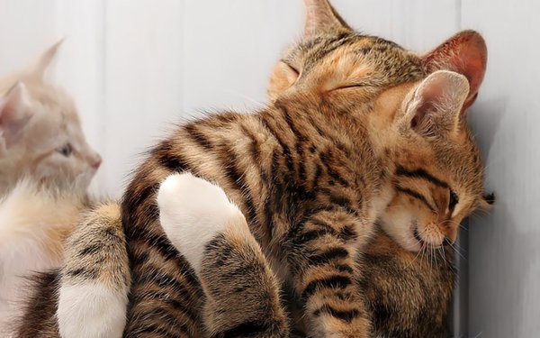 Animaux Chat Félins Kitten Hug Amour Mignon Fond d'écran HD | Image