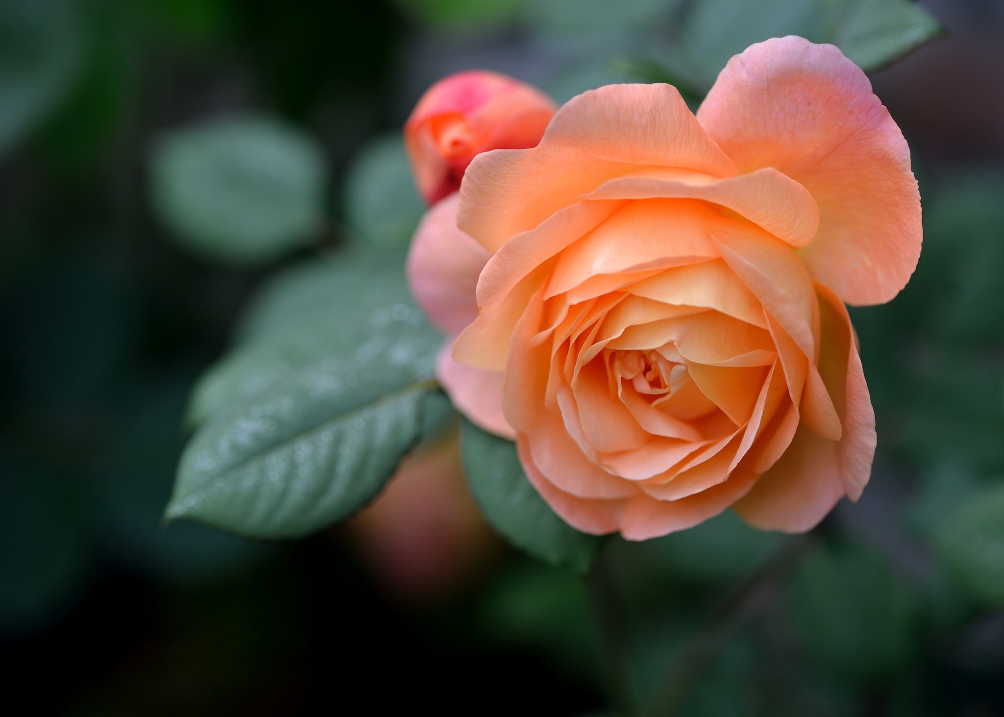 orange rose flower wallpaper