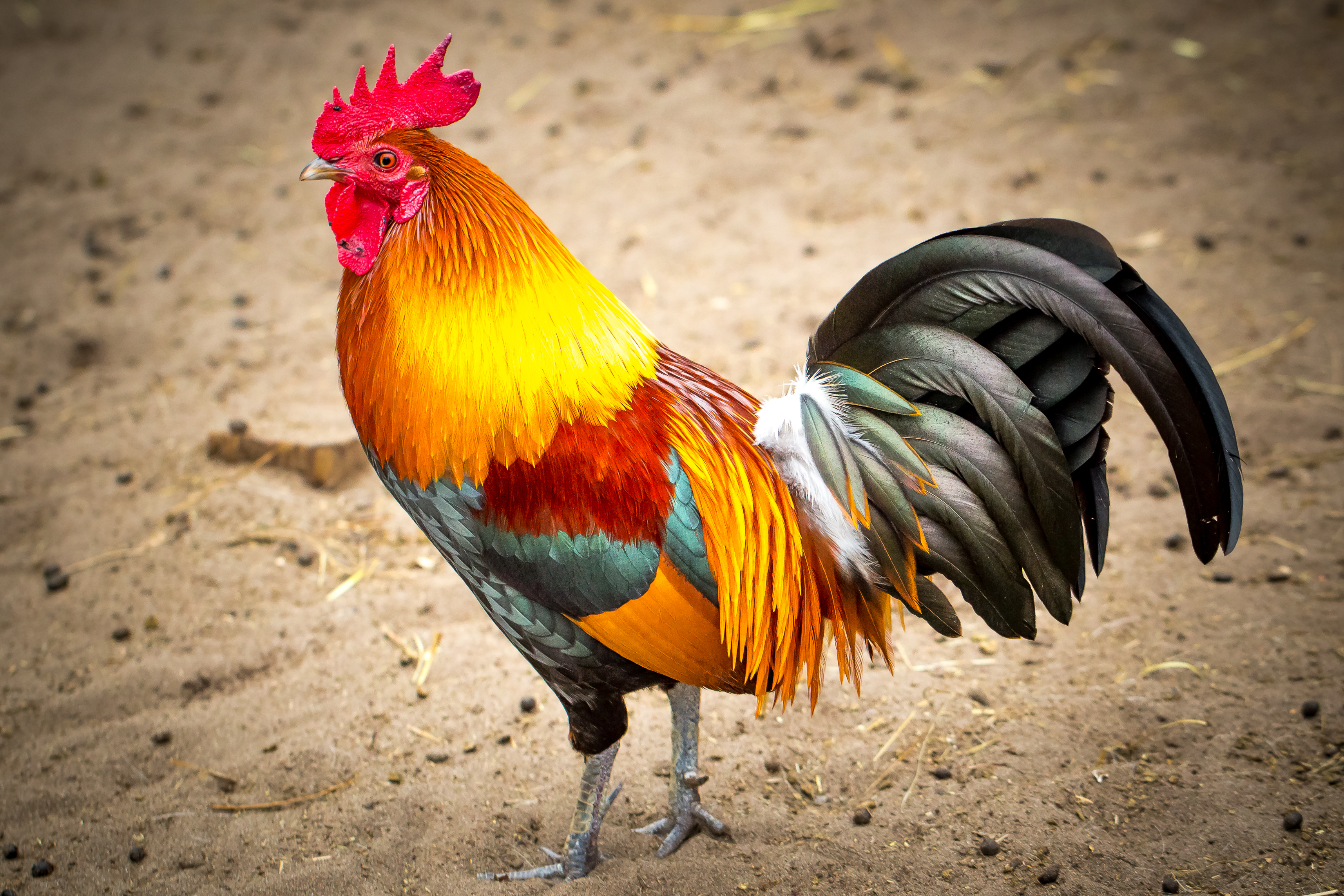 Animal Rooster HD Wallpaper | Background Image