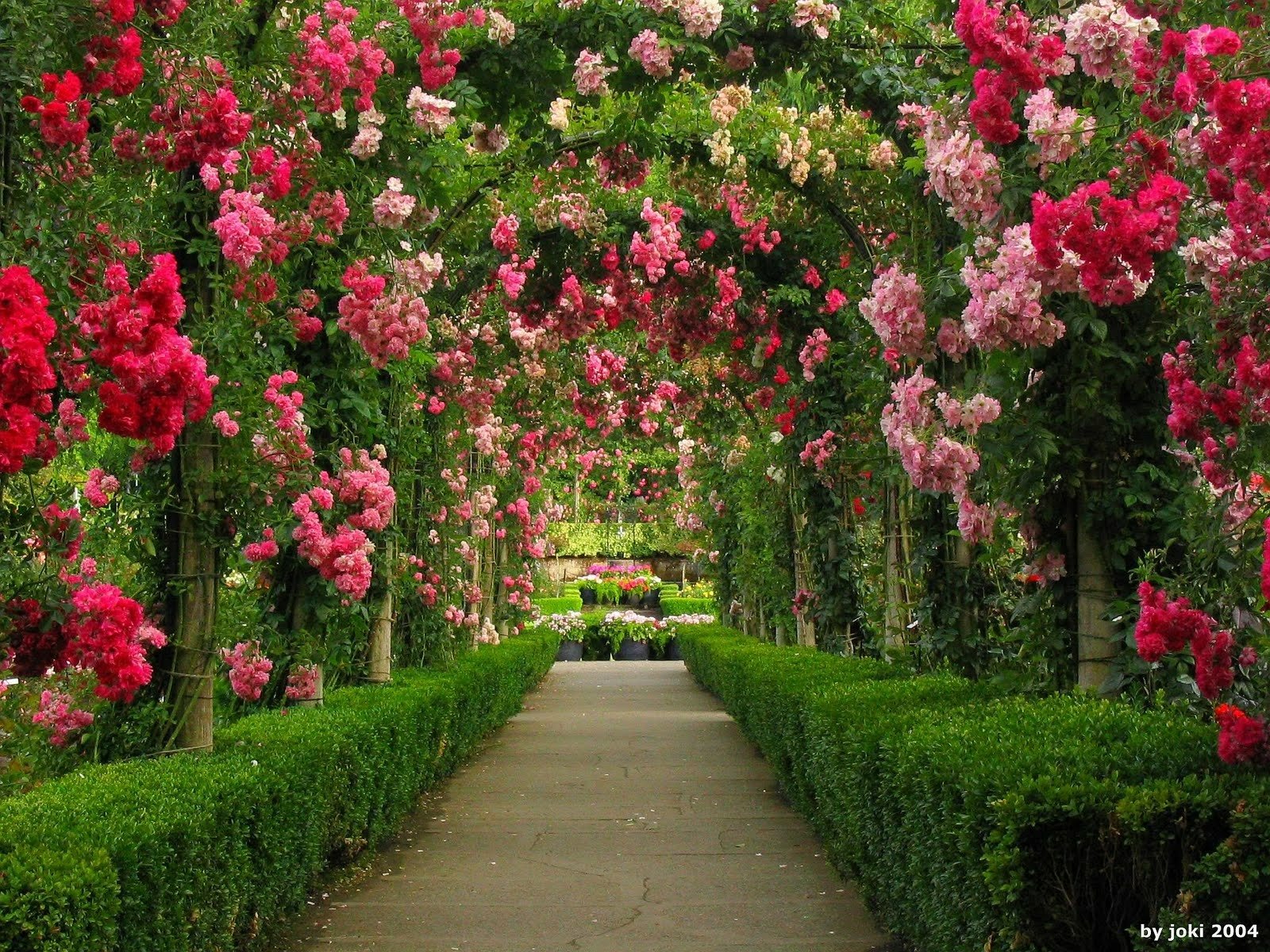 Arches in Rose Garden by joki