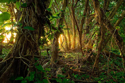 HD desktop wallpaper of a lush rainforest with vines, dense trees, and sunlight streaming through. The image evokes a sense of natural beauty and jungle mystique.