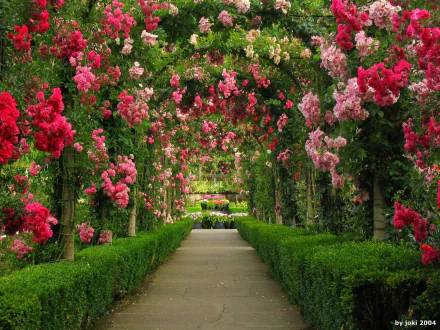 HD wallpaper of a lush garden pathway adorned with vibrant pink and red roses climbing over green arches, providing a serene and picturesque nature scene.