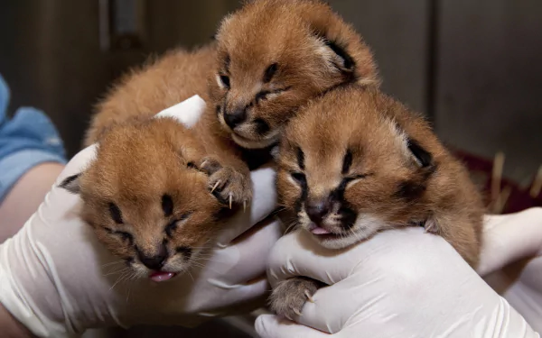 Animal caracal HD Desktop Wallpaper | Background Image